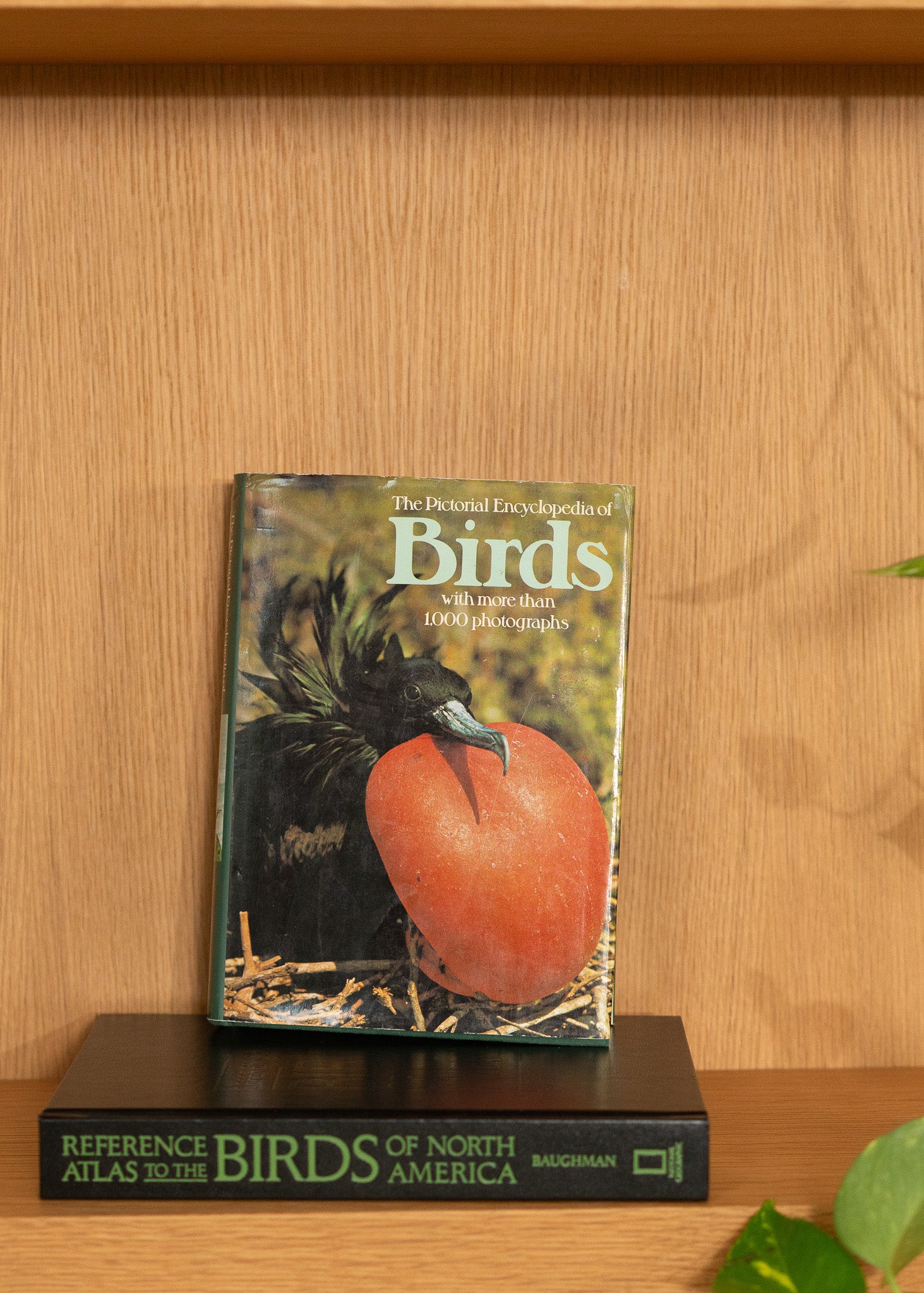 Vintage book titled 'Birds' with a cover featuring a bird on a wooden shelf.